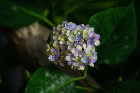 Hydrangea flowers on a bush Stock-Fotos
