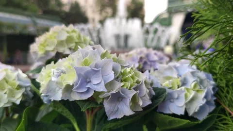 Hydrangea flowers in city park Stock Footage 257961322