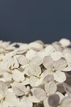 Hydrangea flowers close-up on a blue background with copy space Foto stock