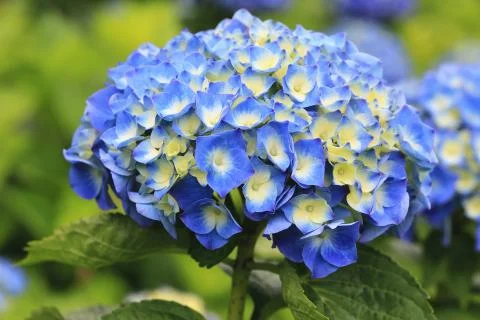 Hydrangea flowers close-up Stock Photos