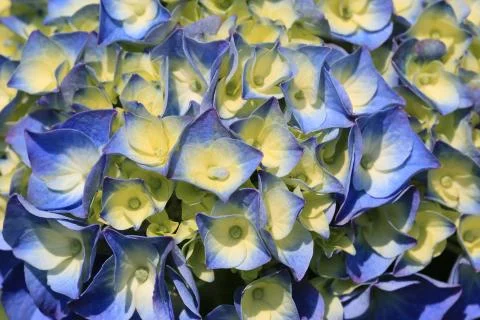 Hydrangea flowers close-up Stock Photos