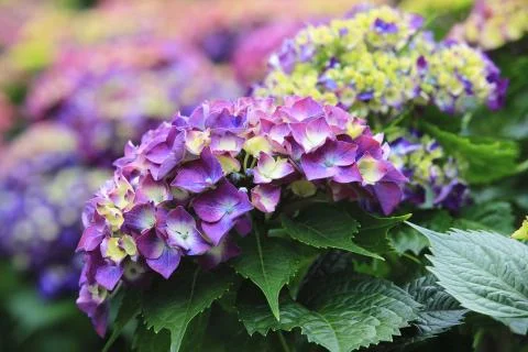 Hydrangea flowers close-up Stock Photos