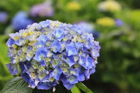 Hydrangea flowers close-up Stock Photos