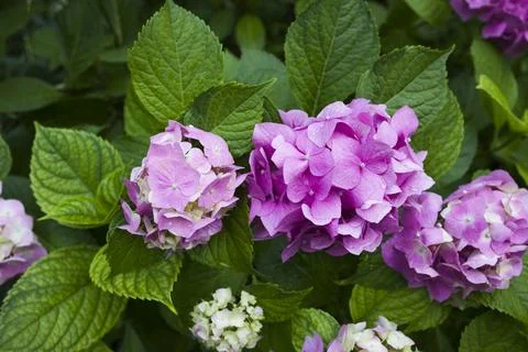 Hydrangea flowers close up view . Hydrangea is a genus of flowering plants .. Foto stock