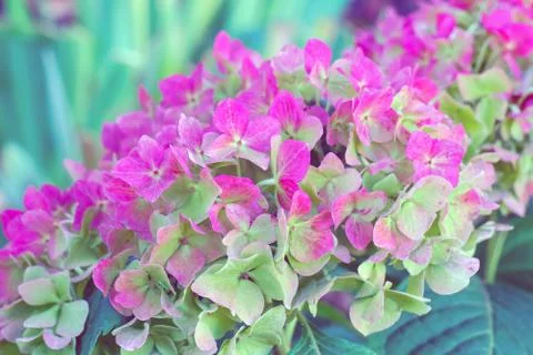 Hydrangea flowers for the entire frame as a background Foto stock