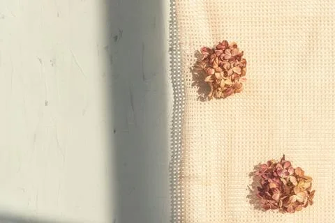 Hydrangea flowers on fabric with space for text on white Stock Photos