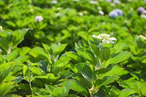 Hydrangea flowers field in the hydrangea garden beautiful flower bloom under  Stock Photos