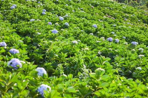 Hydrangea flowers field in the hydrangea garden beautiful flower bloom under  Foto stock