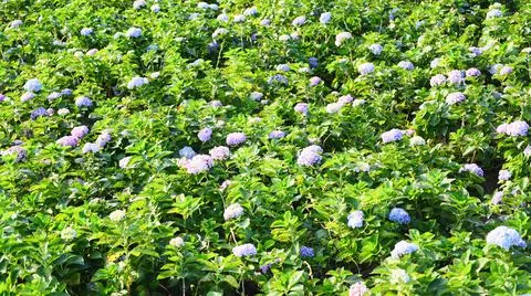 Hydrangea flowers field in the hydrangea garden beautiful flower bloom under  Foto stock
