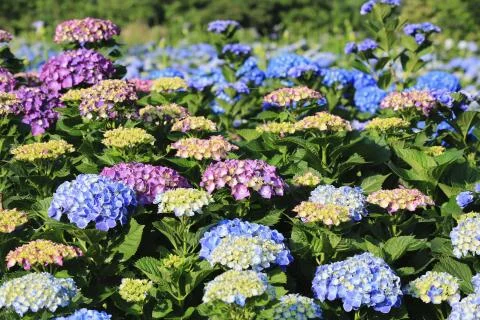 Hydrangea flowers field Stock Photos