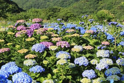 Hydrangea flowers field Stock Photos