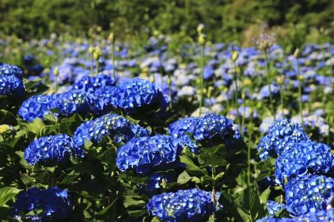 Hydrangea flowers field Stock Photos