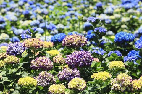 Hydrangea flowers field Stock Photos