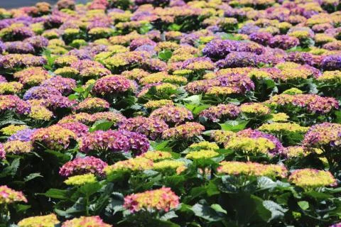 Hydrangea flowers field Foto stock