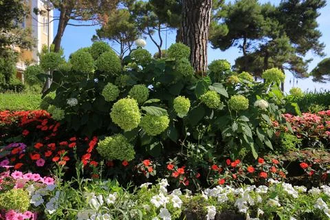 Hydrangea flowers in a flower bed 写真素材