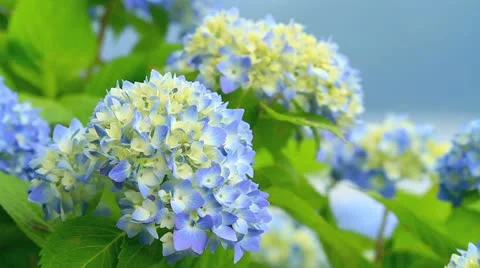 Hydrangea flowers. Stock Footage 11303275