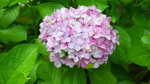 Hydrangea flowers Stock Footage 64140742