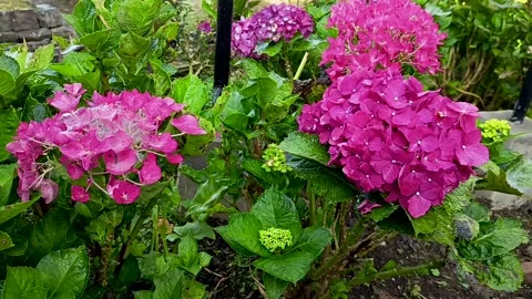 Hydrangea flowers Stock Footage 309871606