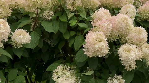 Hydrangea flowers Video stock 342590055