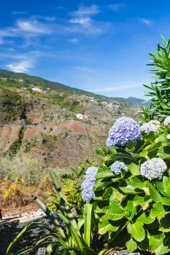 Hydrangea flowers in front of a canyon in San Bartolome, La Palma, Spain. Stock Photos