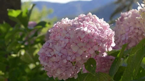 Hydrangea flowers in front of green landscape. Great for botany, gardening Stock Footage 317317301