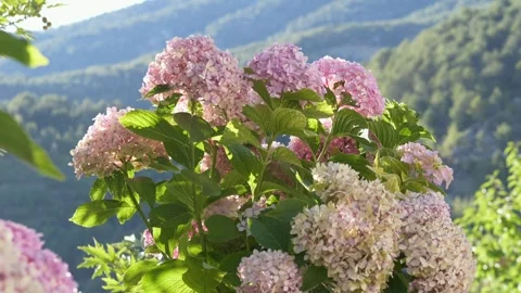 Hydrangea flowers in front of green landscape. Great for botany, gardening Stock-Footage 317320169
