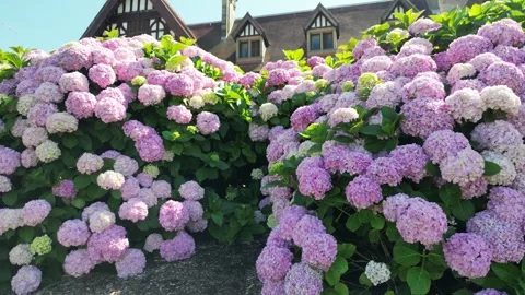 Hydrangea Flowers in Front of Traditional Basque Houses near Bilbao Vidéo 347677425