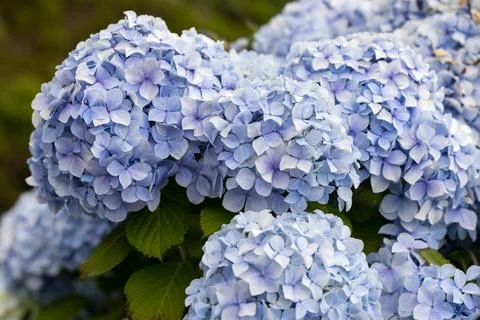 Hydrangea flowers in full bloom. Close-up, Selective focus. Stock Photos