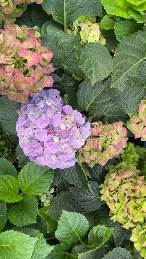 Hydrangea flowers in full bloom with vibrant green leaves, perfect for back.. Stockbeeldmateriaal 314788198