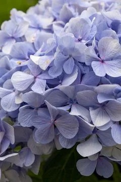 Hydrangea flowers in the garden, close-up, selective focus Stock Photos