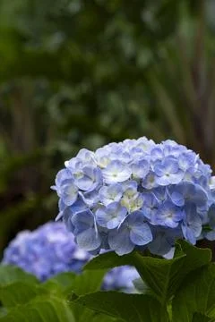 Hydrangea flowers in the garden, close-up, selective focus Stock Photos
