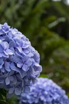 Hydrangea flowers in the garden, close-up, selective focus Stock Photos