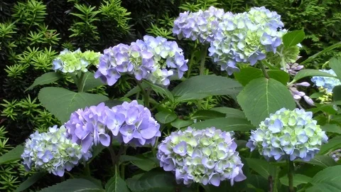 Hydrangea flowers in the garden Stock Footage 91067057