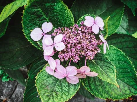 Hydrangea flowers in the garden Stock Photos