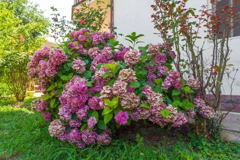 Hydrangea flowers in the garden Foto stock
