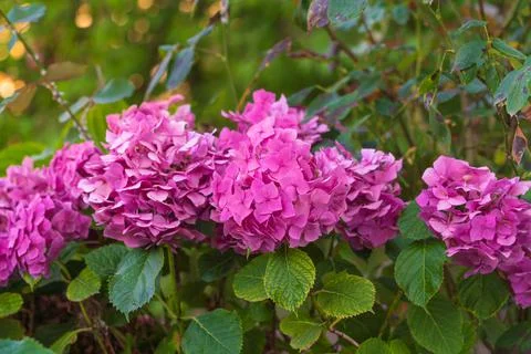 Hydrangea flowers in the garden Stock Photos