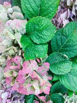 Hydrangea flowers in the garden Stock Photos