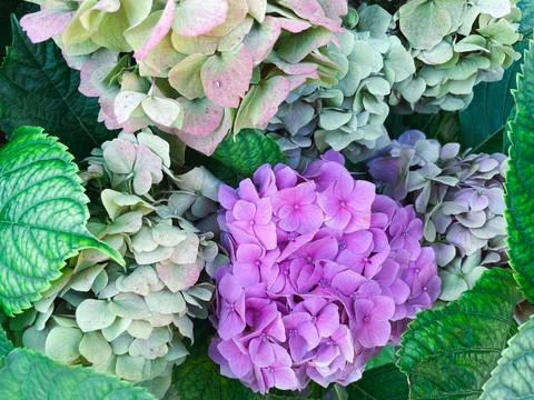 Hydrangea flowers in the garden Stock Photos
