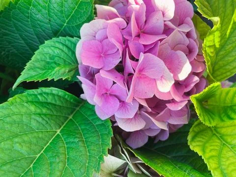 Hydrangea flowers in the garden Stock Photos