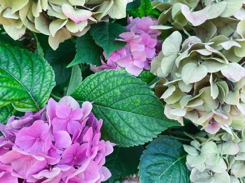 Hydrangea flowers in the garden Stock Photos