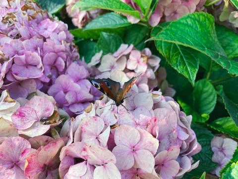 Hydrangea flowers in the garden Foto stock