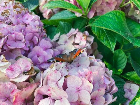 Hydrangea flowers in the garden Stock Photos