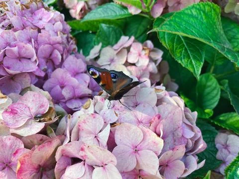 Hydrangea flowers in the garden Stock Photos