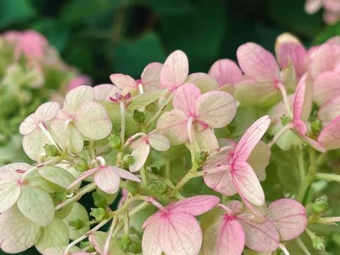 Hydrangea flowers in the garden Stock Photos