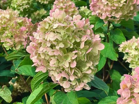 Hydrangea flowers in the garden Stock Photos