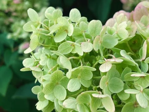 Hydrangea flowers in the garden Stock Photos