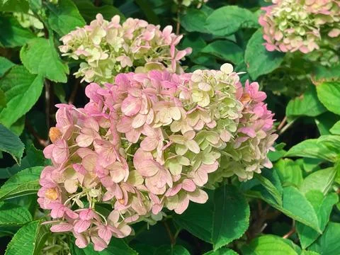 Hydrangea flowers in the garden Stock Photos