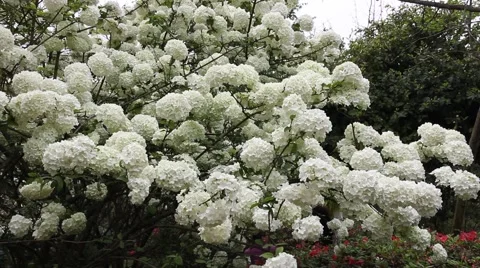 Hydrangea flowers in the garden in spring Stock Footage 48703457