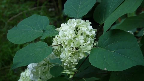 Hydrangea flowers in the garden in spring Stock Footage 88925689