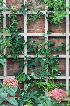 Hydrangea flowers grow on lattice work attached to brick wall Stock Photos